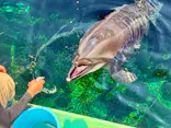 しながわ水族館に投稿された画像（2026/8/21）