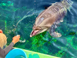 しながわ水族館に投稿された画像（2026/8/21）