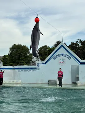 しながわ水族館に投稿された画像（2026/8/21）