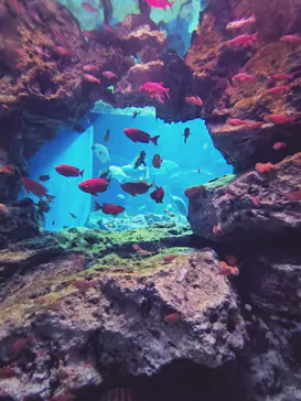 大分マリーンパレス水族館 「うみたまご」に投稿された画像（2026/8/21）