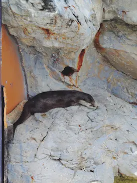 大分マリーンパレス水族館 「うみたまご」に投稿された画像（2026/8/21）