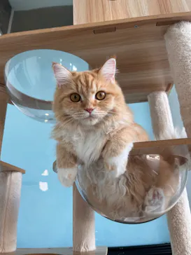 Moff animal cafe iias つくば店に投稿された画像（2026/8/21）