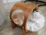 猫カフェモカ 京都河原町店に投稿された画像（2026/8/21）