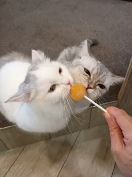 猫カフェモカ 京都河原町店に投稿された画像（2026/8/21）