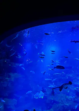 京都水族館に投稿された画像（2026/8/21）