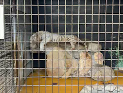秋吉台自然動物公園 サファリランドに投稿された画像（2026/8/21）