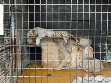 秋吉台自然動物公園 サファリランドに投稿された画像（2026/8/21）