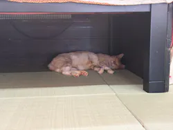 秋吉台自然動物公園 サファリランドに投稿された画像（2026/8/21）