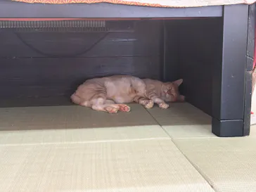 秋吉台自然動物公園 サファリランドに投稿された画像（2026/8/21）