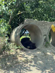 秋吉台自然動物公園 サファリランドに投稿された画像（2026/8/21）