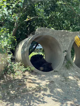 秋吉台自然動物公園 サファリランドに投稿された画像（2026/8/21）