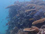 NuNu Adventure Club Ishigaki IS.（ヌヌ・アドベンチャー・クラブ 石垣島）に投稿された画像（2026/8/21）