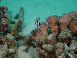 NuNu Adventure Club Ishigaki IS.（ヌヌ・アドベンチャー・クラブ 石垣島）に投稿された画像（2026/8/21）