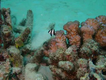NuNu Adventure Club Ishigaki IS.（ヌヌ・アドベンチャー・クラブ 石垣島）に投稿された画像（2026/8/21）
