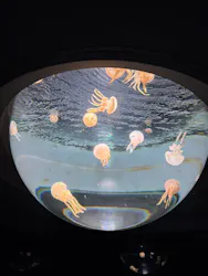 サンシャイン水族館に投稿された画像（2026/8/21）
