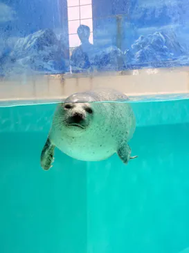 下田海中水族館に投稿された画像（2026/8/21）