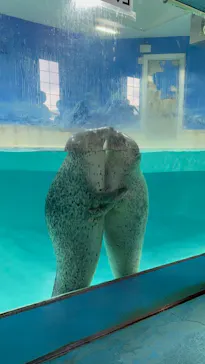 下田海中水族館に投稿された画像（2026/8/21）