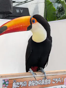 掛川花鳥園に投稿された画像（2026/8/21）