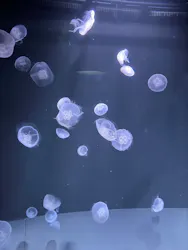 サンシャイン水族館に投稿された画像（2026/8/21）