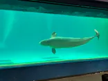 鴨川シーワールドに投稿された画像（2026/8/21）