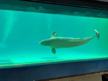 鴨川シーワールドに投稿された画像（2026/8/21）