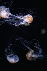 サンシャイン水族館に投稿された画像（2026/8/21）