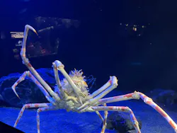 サンシャイン水族館に投稿された画像（2026/8/21）