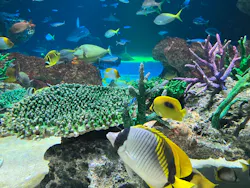 サンシャイン水族館に投稿された画像（2026/8/21）