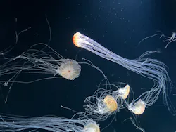 サンシャイン水族館に投稿された画像（2026/8/21）