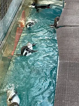 伊豆・三津シーパラダイスに投稿された画像（2026/8/21）