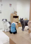 Cat Café MOFF イオンモール豊川店に投稿された画像（2026/8/21）