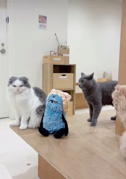 Cat Café MOFF イオンモール豊川店に投稿された画像（2026/8/21）