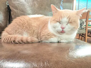 猫カフェモカ　池袋東口店に投稿された画像（2026/8/21）
