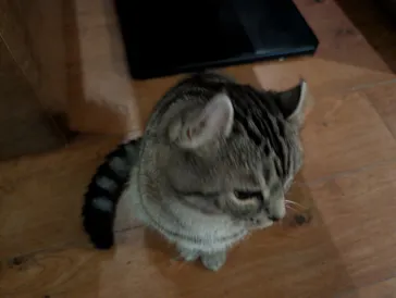 猫カフェモカ　池袋東口店に投稿された画像（2026/8/21）