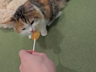 猫カフェモカ　池袋東口店に投稿された画像（2026/8/21）