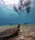 OCEAN LIFE 宮古島に投稿された画像（2026/8/21）