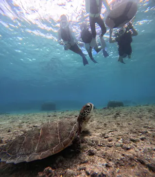 OCEAN LIFE 宮古島に投稿された画像（2026/8/21）