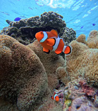OCEAN LIFE 宮古島に投稿された画像（2026/8/21）
