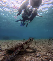 OCEAN LIFE 宮古島に投稿された画像（2026/8/21）