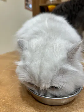 Cat Café MOFF コクーンシティさいたま新都心店に投稿された画像（2026/8/21）