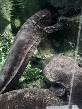 京都水族館に投稿された画像（2026/8/21）