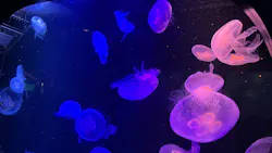 マリンワールド海の中道に投稿された画像（2026/8/21）