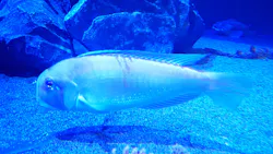 サンシャイン水族館に投稿された画像（2026/8/21）
