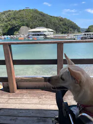 下田海中水族館に投稿された画像（2026/8/21）