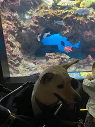 下田海中水族館に投稿された画像（2026/8/21）