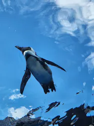サンシャイン水族館に投稿された画像（2026/8/22）