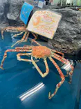 竹島水族館に投稿された画像（2026/8/22）
