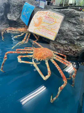 竹島水族館に投稿された画像（2026/8/22）