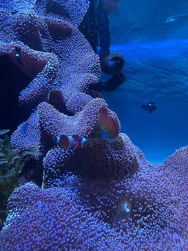 竹島水族館に投稿された画像（2026/8/22）