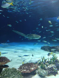 サンシャイン水族館に投稿された画像（2026/8/22）